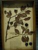 historical herbarium sample